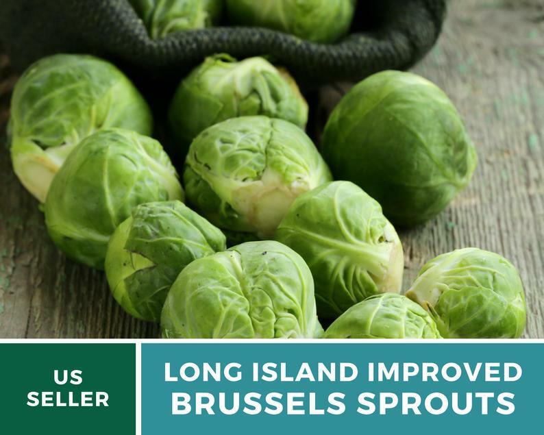 Brussels Sprouts, Long Island Improved - 150 Seeds - Heirloom - GMO Free gallery