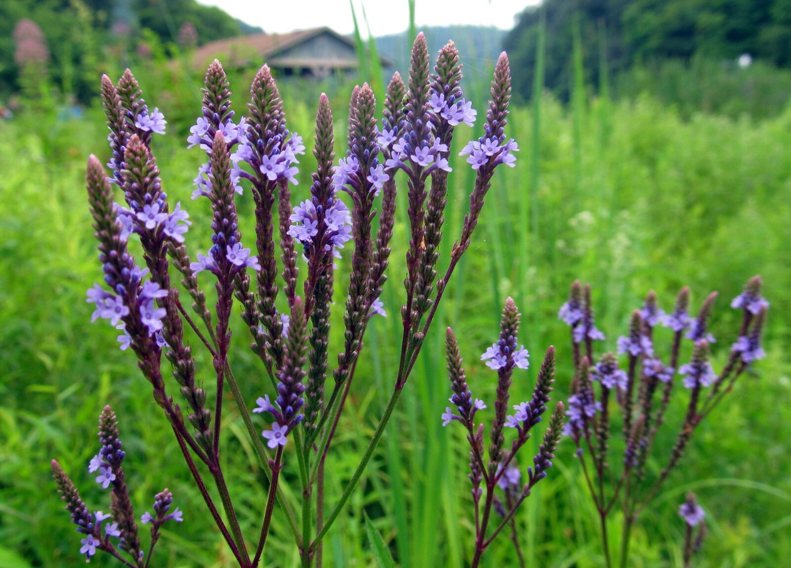 201+BLUE VERVAIN Seeds Native Wildflower Herb Tea Perennial Drought Garden Easy gallery