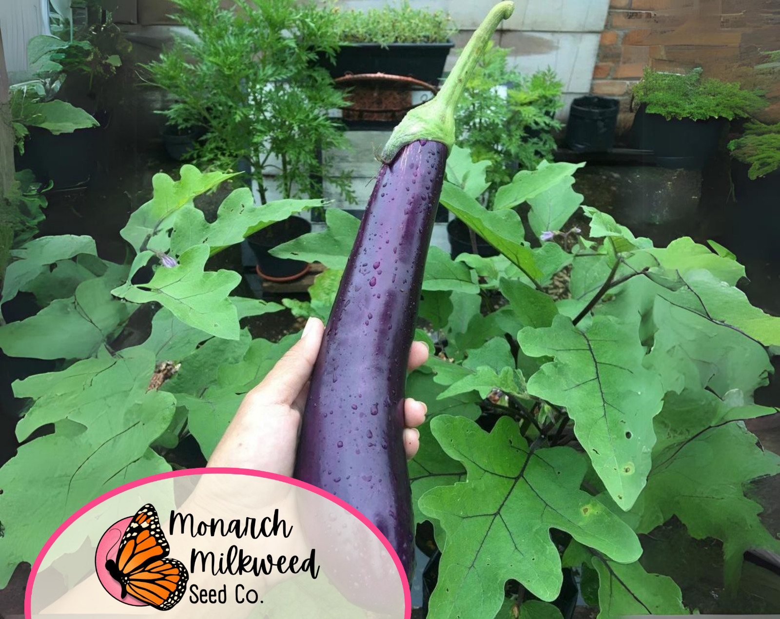 825+ Eggplant Seeds 'Long Purple' | Heirloom, Non-GMO, Vegetable Gardening Seed gallery