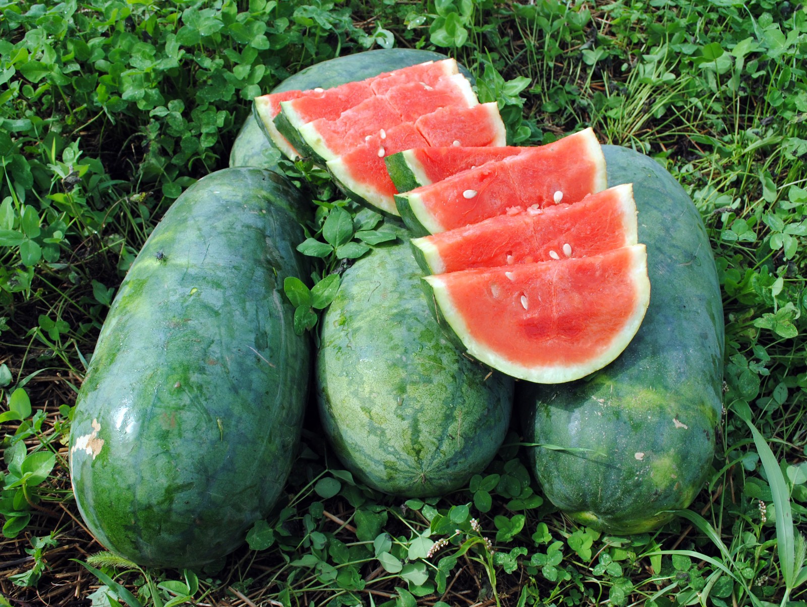 Strawberry watermelon RARE, or Citrullus lanatus. 10 Seeds Free Shipping! gallery