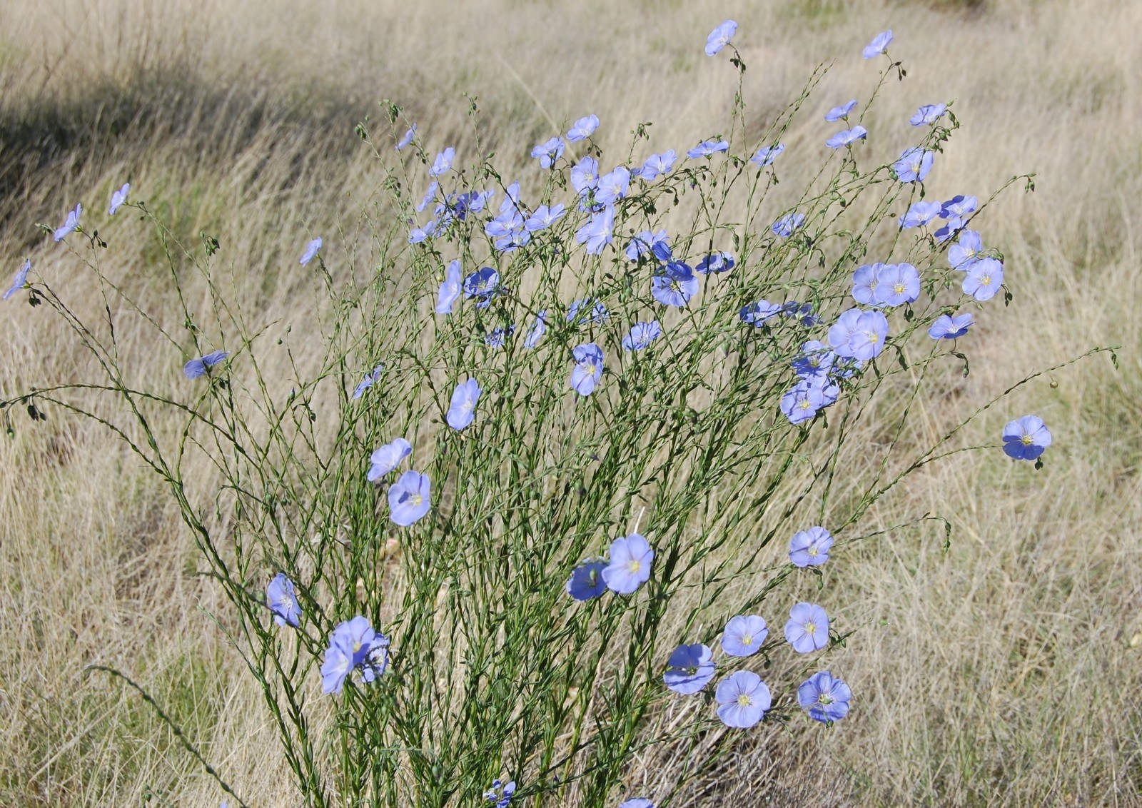 Lewis Flax Seeds California Native Flower Linum lewisii Protect Biodiversity Tod gallery