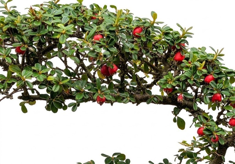 Live 7 Yr Old Evergreen Cotoneaster Bonsai Tree Flowering Fruit Outdoor 7"H gallery