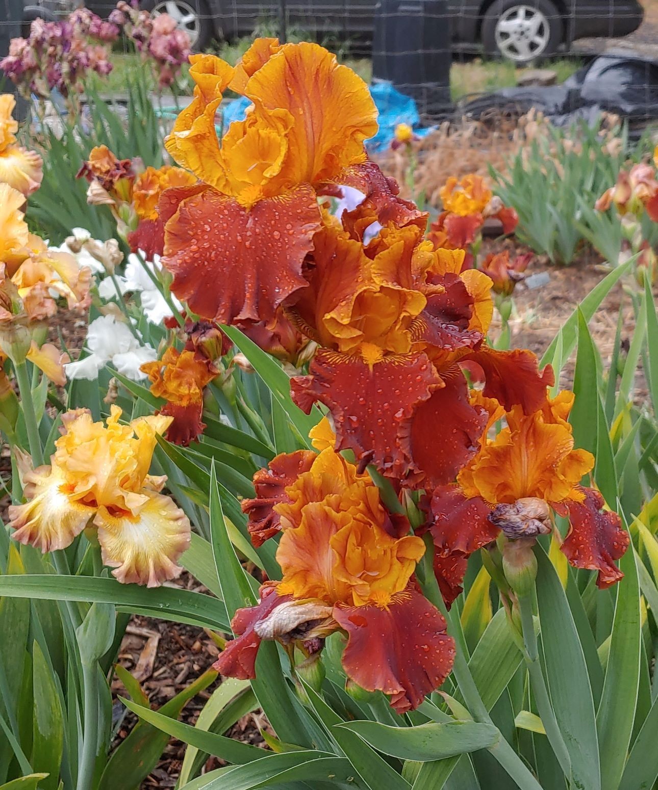 'Colorado Expressions' ' ﻿ TB Bearded Iris Rhizome PRE-SALE to Ship Aug/Sept gallery