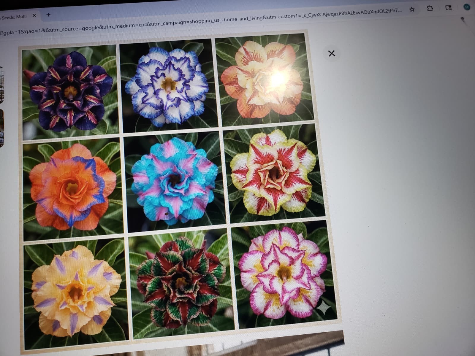 20 Mixed Color-Different Variety-Shape Desert Rose Seeds- USA Seller-Free Ship gallery