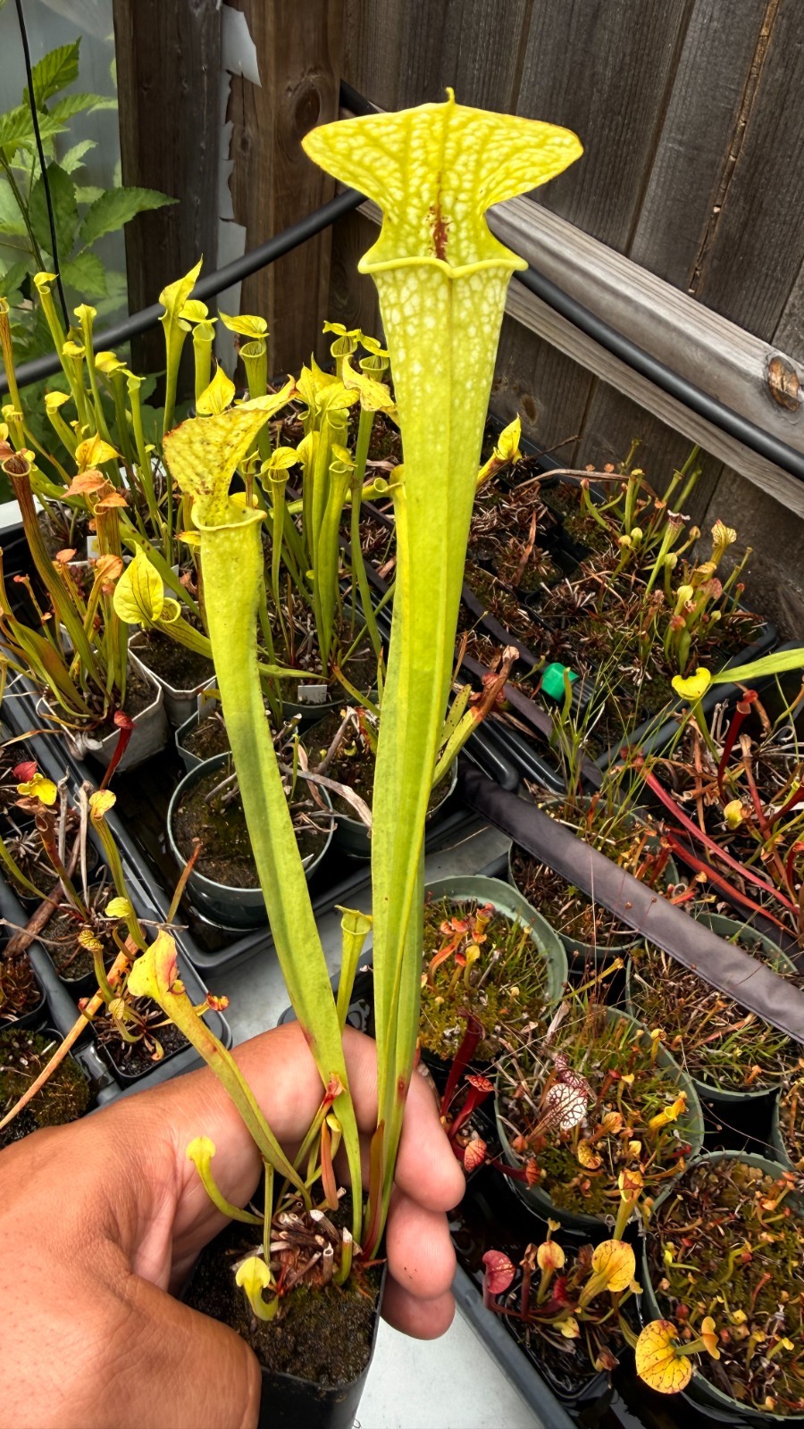 Sarracenia - 🔥🔥 (leucophylla HCW-F x flava rugelii-A, Wang) x [(flava or 🔥🔥 gallery