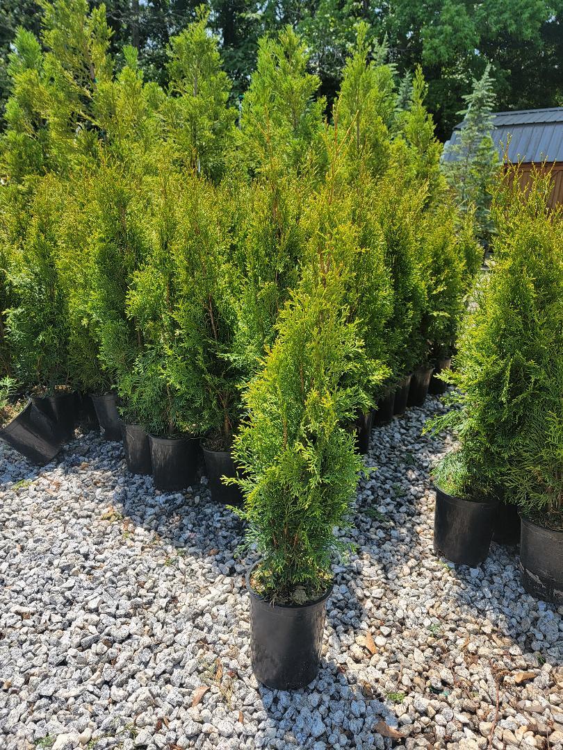 Emerald Green Arborvitae Tree ( Thuja ) - Live Plant - ( 2.5 QT ) gallery