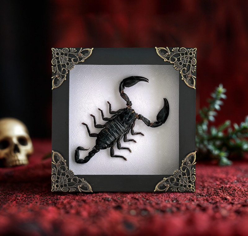 Real Framed Scorpion Gothic Wall Decor Shadow Box Taxidermy Father's Day Gift gallery