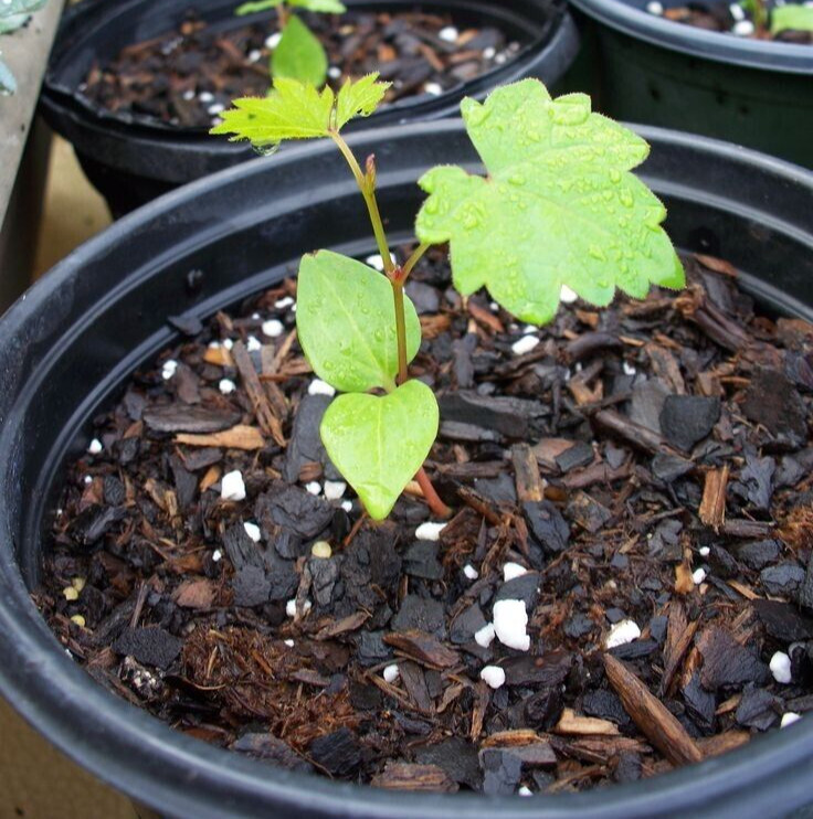 100++ Table Grape Seedss (Vitis vinifera) var. Delaware Grape gallery