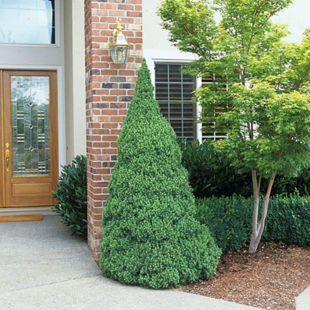 2.5 Qt. Dwarf Alberta Spruce Tree – Live Evergreen for Garden or Landscape gallery