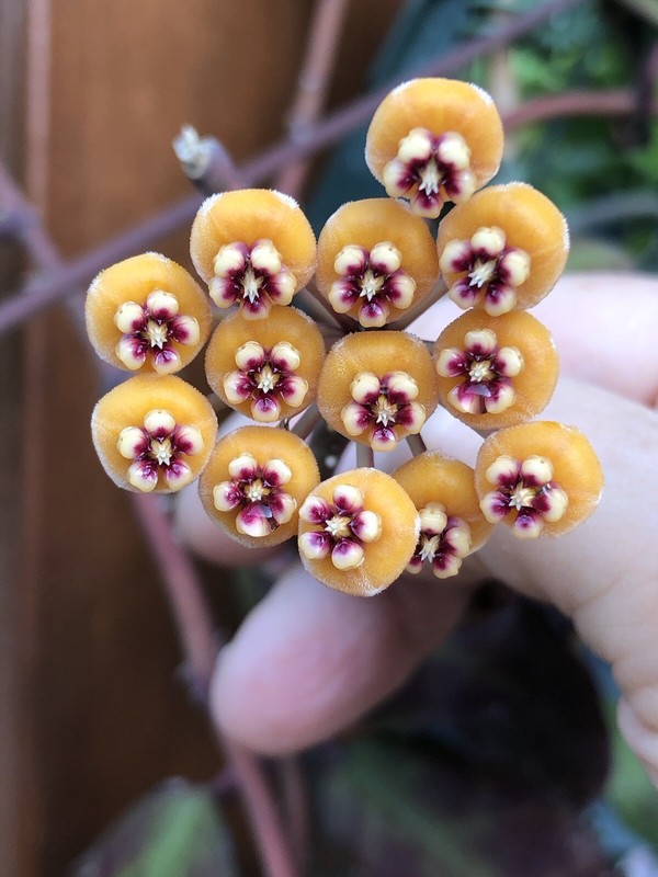 HOYA WAYMANIAE BORNEO (ROOTED PLANT) gallery