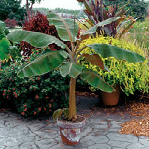 Musa - Dwarf Cavendish - Banana Tree gallery