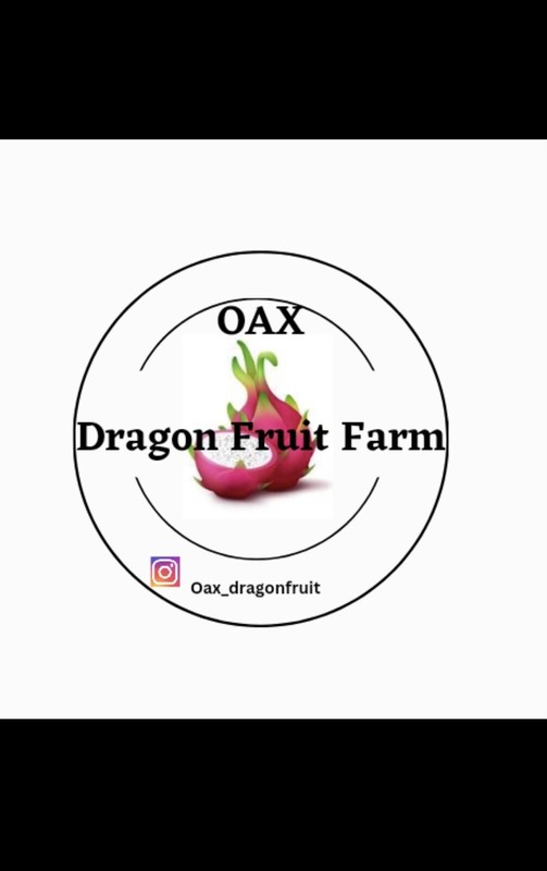 Mature “HANA ” Dragon Fruit Cuttings 15-18 inch gallery
