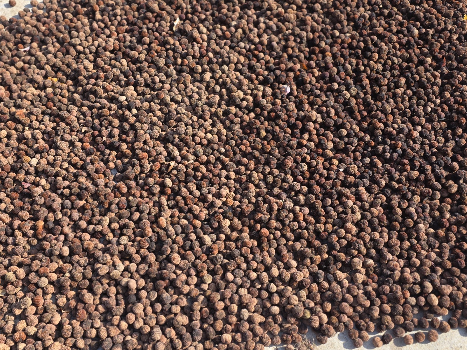 5 Pounds 2025 Black Walnuts Hulled, Floated, Pressure Washed & Dried Western NC gallery