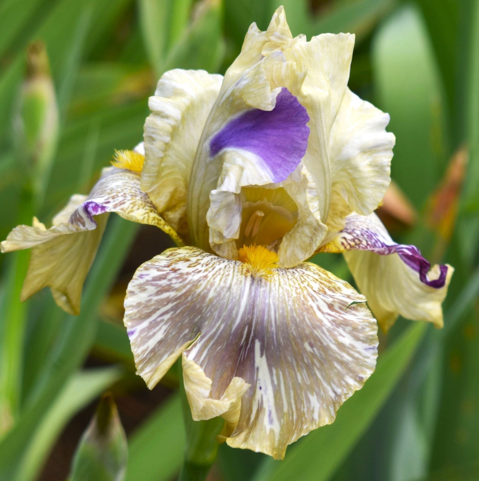'Alessandra's Gift' TB Bearded Iris Rhizome PRE-SALE to Ship Aug/Sept gallery