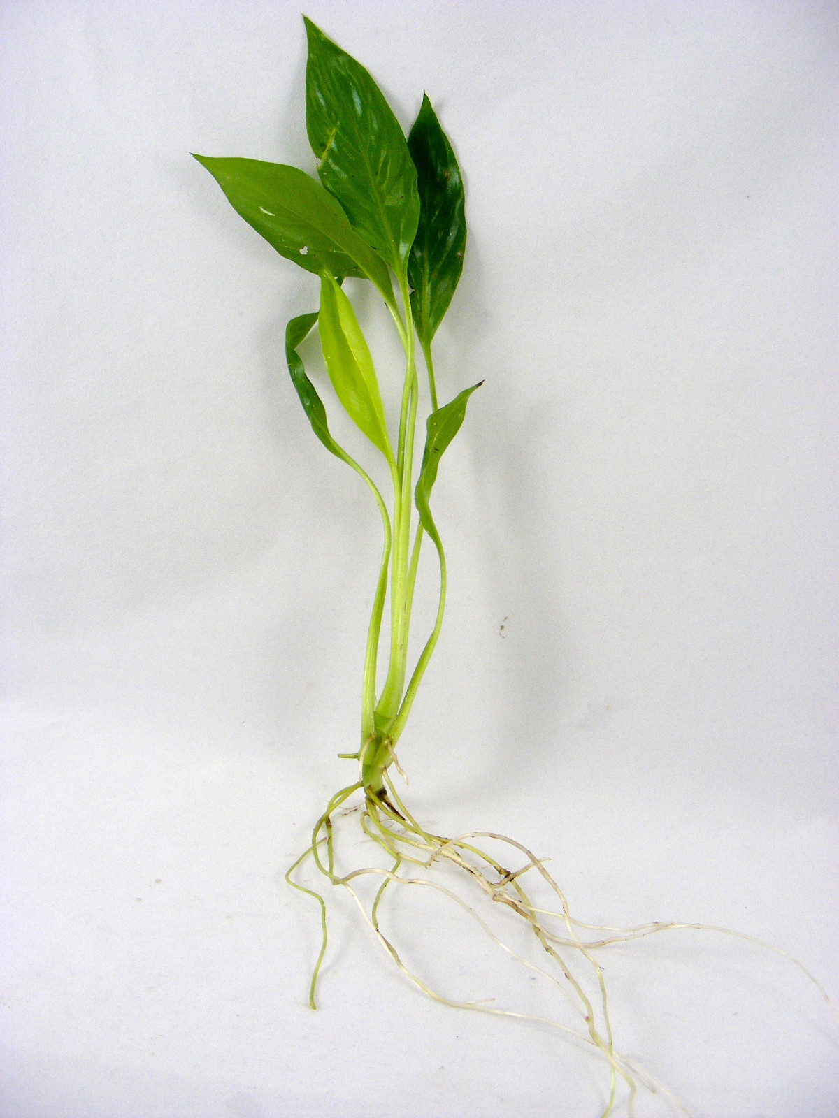 Peace lily (white Flag) live Terrarium & Aquarium plant (Small Plant with Roots) gallery