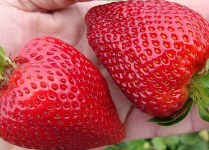 Strawberry "Gigantella Maxim" 100+ seeds for propagation gallery