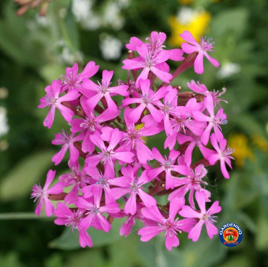 5000 Catchfly Silene armeria Flower Seeds gallery