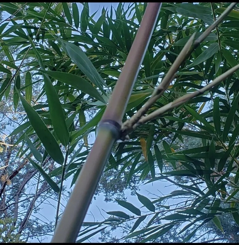 Bamboo Red Margin Phyllostachys Rubromarginata Bare Root Plant Rhizome Privacy gallery