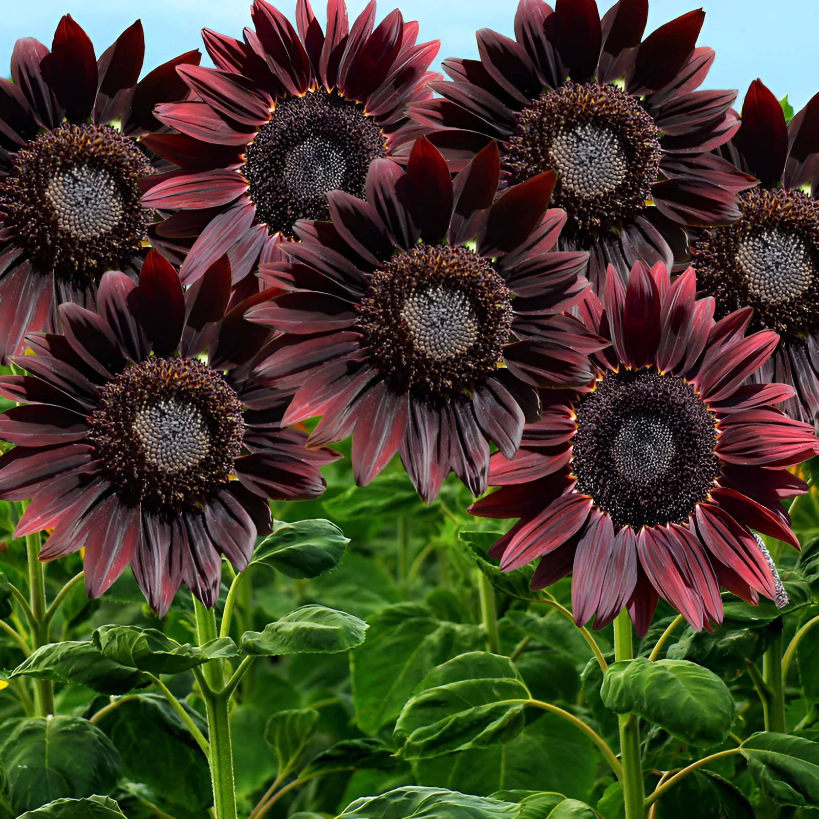 50 Chocolate Cherry Sunflower Seeds – Deep Red to Chocolate Blooms - Stunning!! gallery