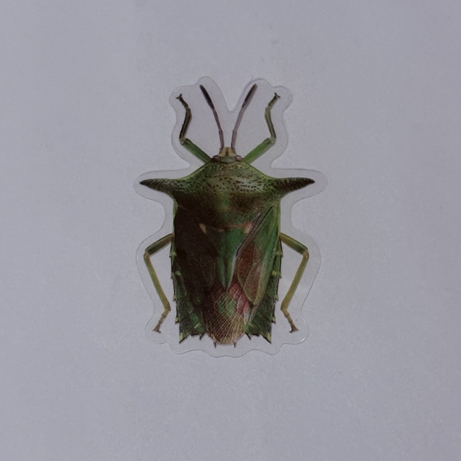 Shield Stink Bug Sticker Realistic Insect Art Transparent Decal Vinyl Tc9 gallery