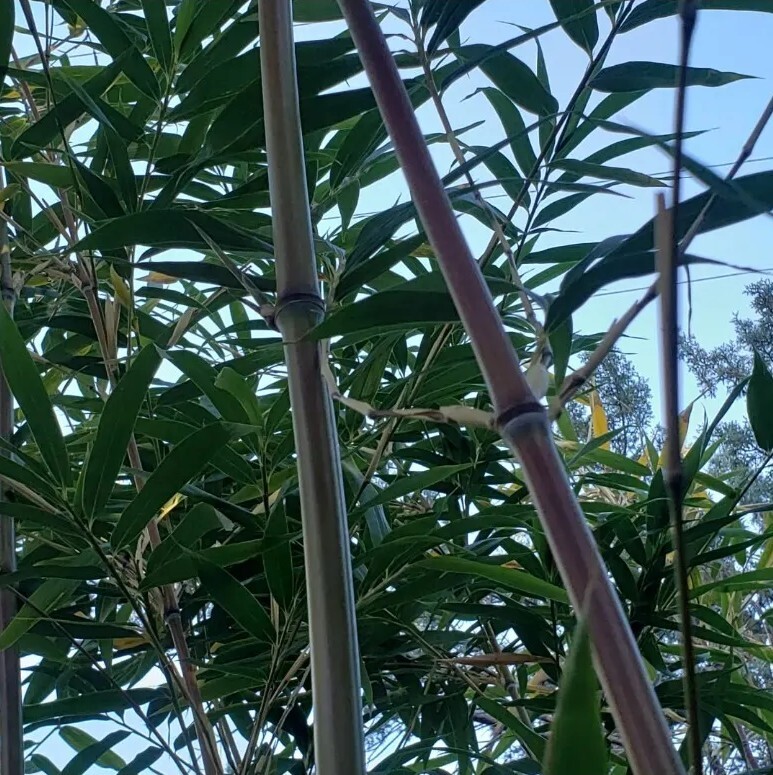 Bamboo Red Margin Phyllostachys Rubromarginata Bare Root Plant Rhizome Privacy gallery