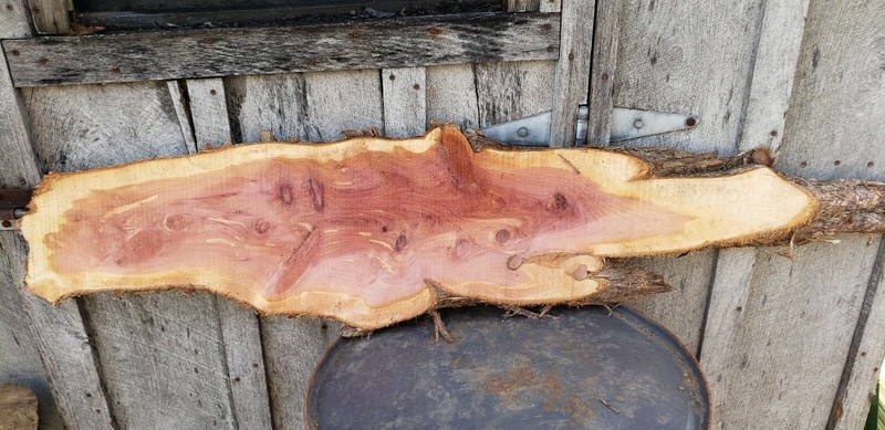 Illinois eastern Red Cedar Tree Seed plant sacred tree of eternal life juniper gallery
