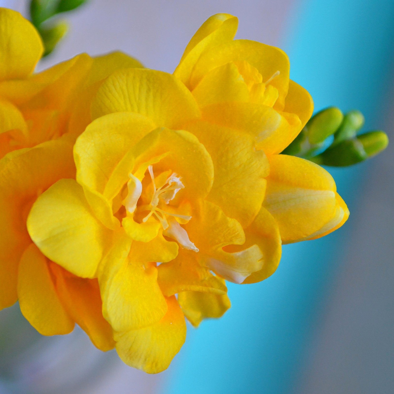 Freesia Double Yellow 15 Plant Bulbs, Spring Flowers Bloom in Sun gallery
