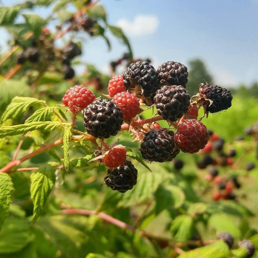 1 Wild Black Raspberry Plant - Bare Root Appalachian Harvest Rubus occidentalis gallery