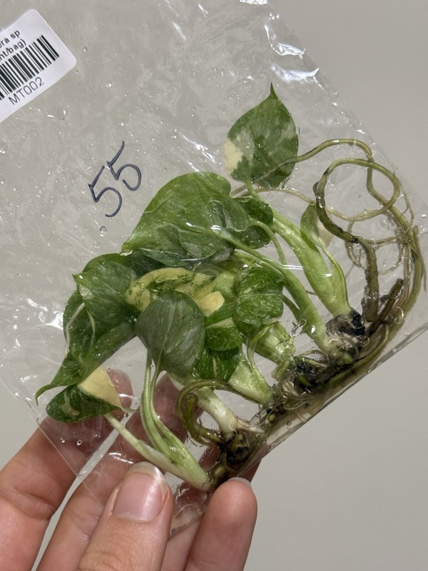 6 Variegated Monstera Thai Constellation TC Bag gallery