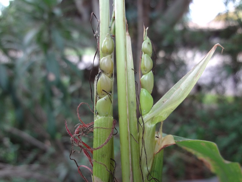 TEOSINTE Nitrogen-Fixing Corn Ancestor (Zea mays ssp. mex./parviglumis) SEEDS gallery