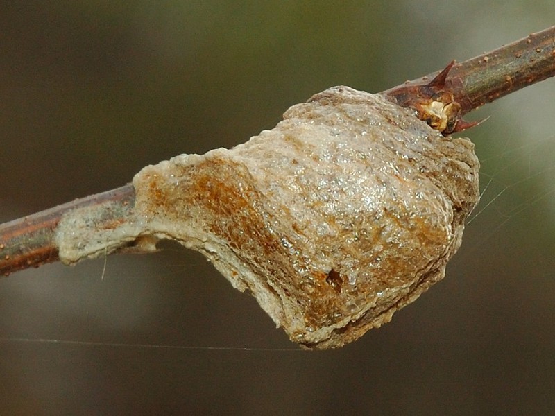 Praying Mantis Egg Case Collection, 1 each, Chinese, Carolina, and European gallery