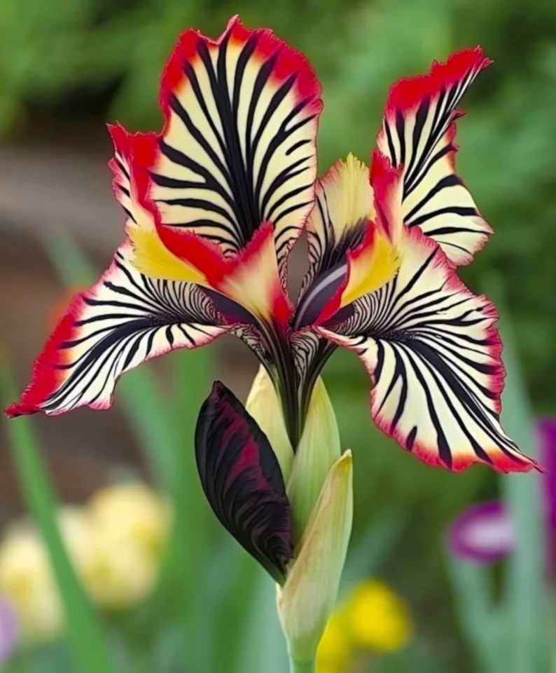 100 Iris Seeds Tricolor Much Less Money Than Bulbs .. gallery