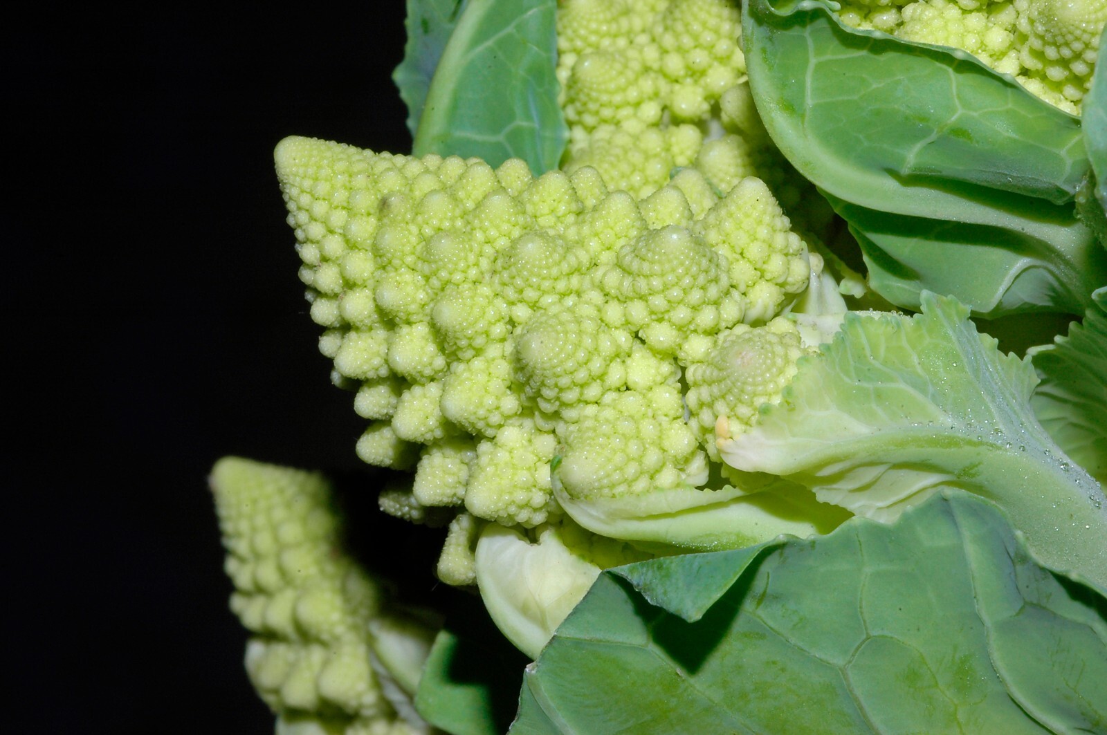 250 Romanesco Broccoli Seeds - Brassica oleracea Romanesco - Non-GMO gallery