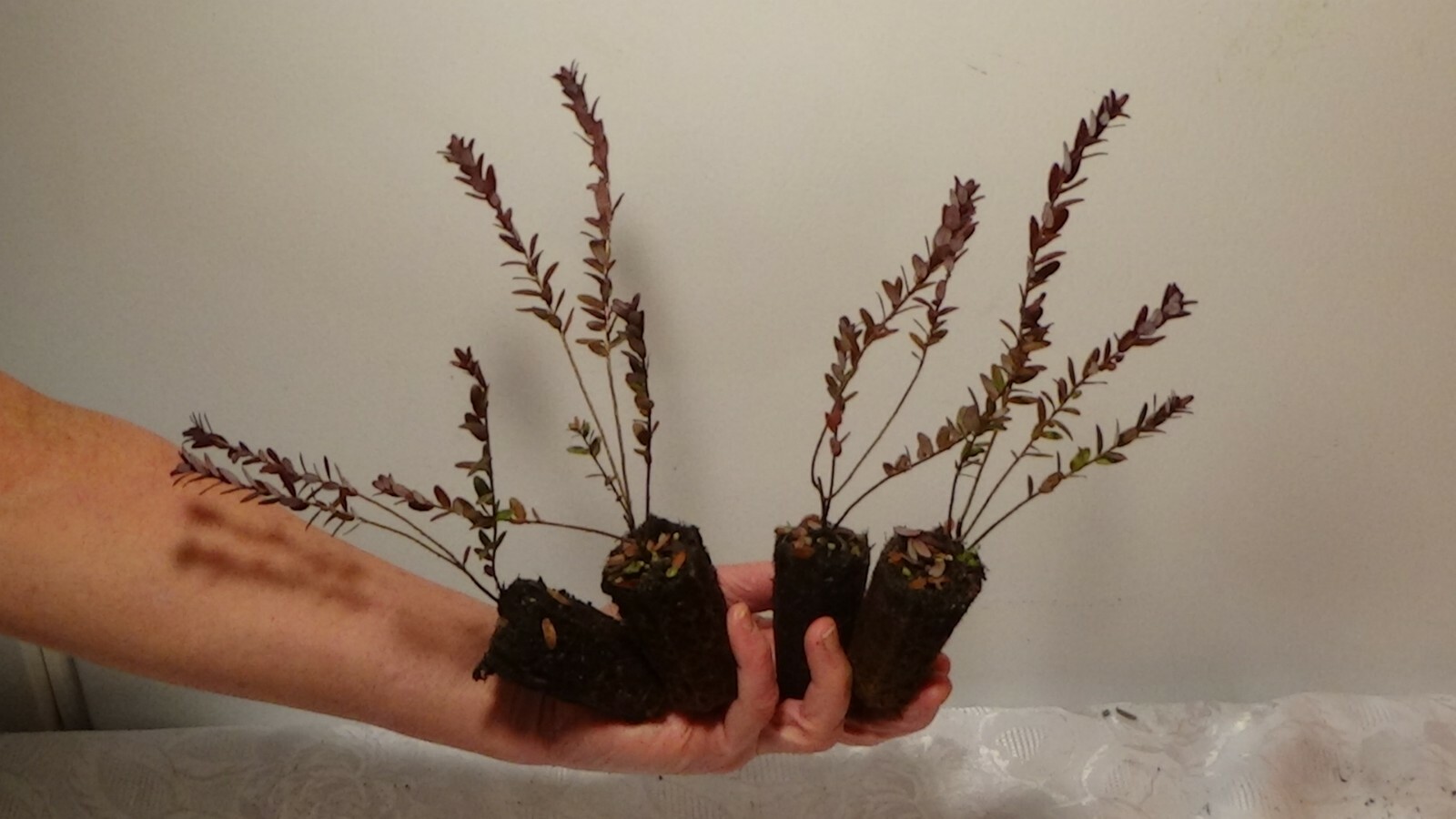 4) FOUR AMERICAN CRANBERRY BUSH PLANTS gallery