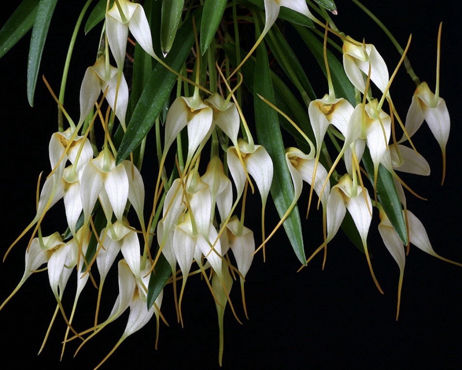 Masdevallia leucantha Rare Miniature Orchid Species Bloom Size gallery