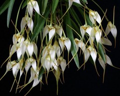 Masdevallia leucantha Rare Miniature Orchid Species Bloom Size