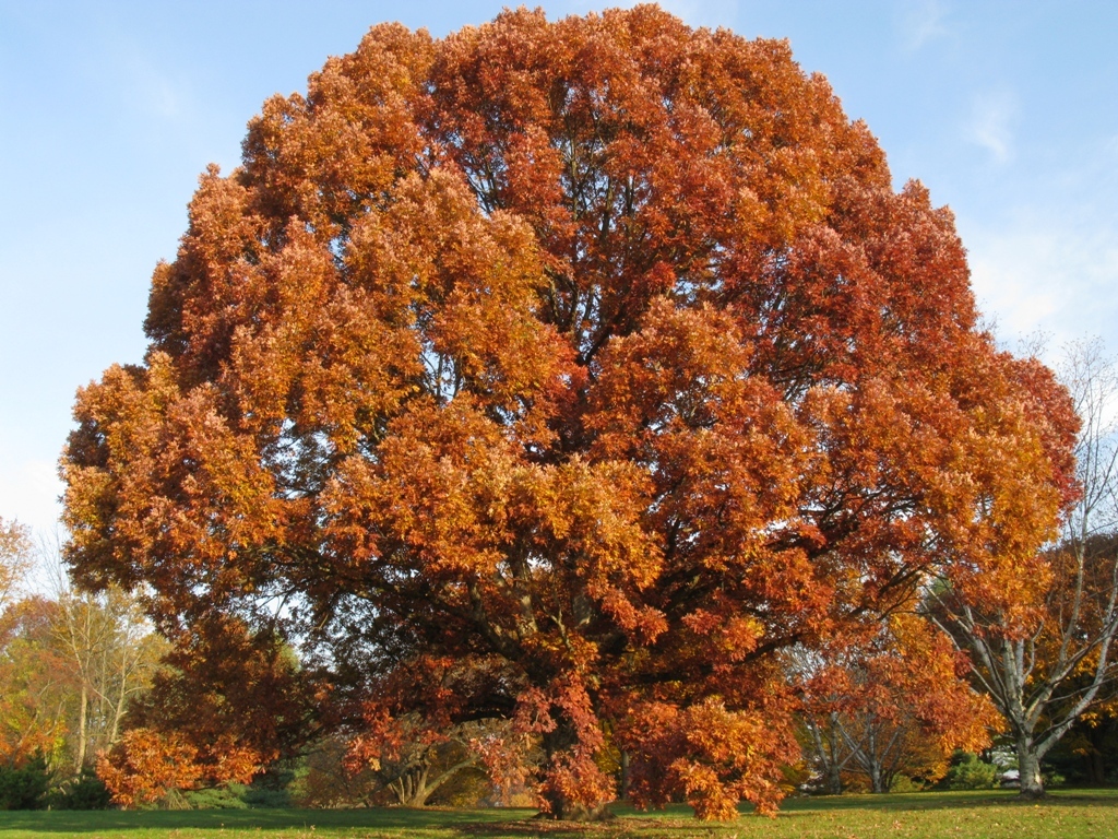 White Oak Tree qt pot (Quercus alba) gallery