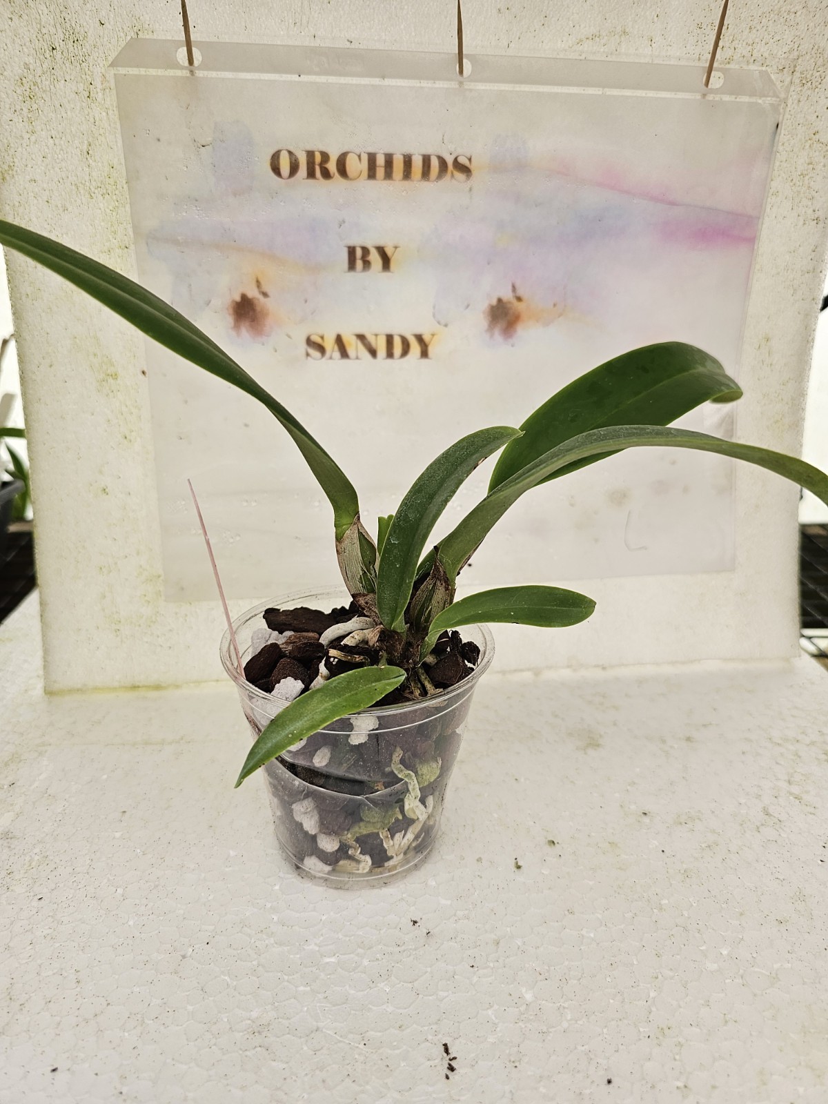 Cattleya Lc Mikkie Nagata Orchid Library 3 Inch Pot 3BB30 gallery