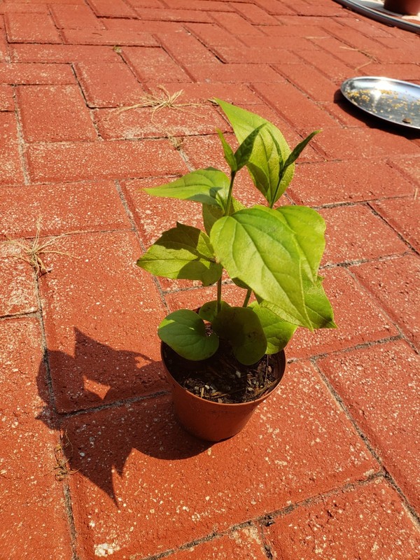 Parijat Harshinger Night Jasmine Live plant Healthy Roots-US seller-Free Shippin gallery