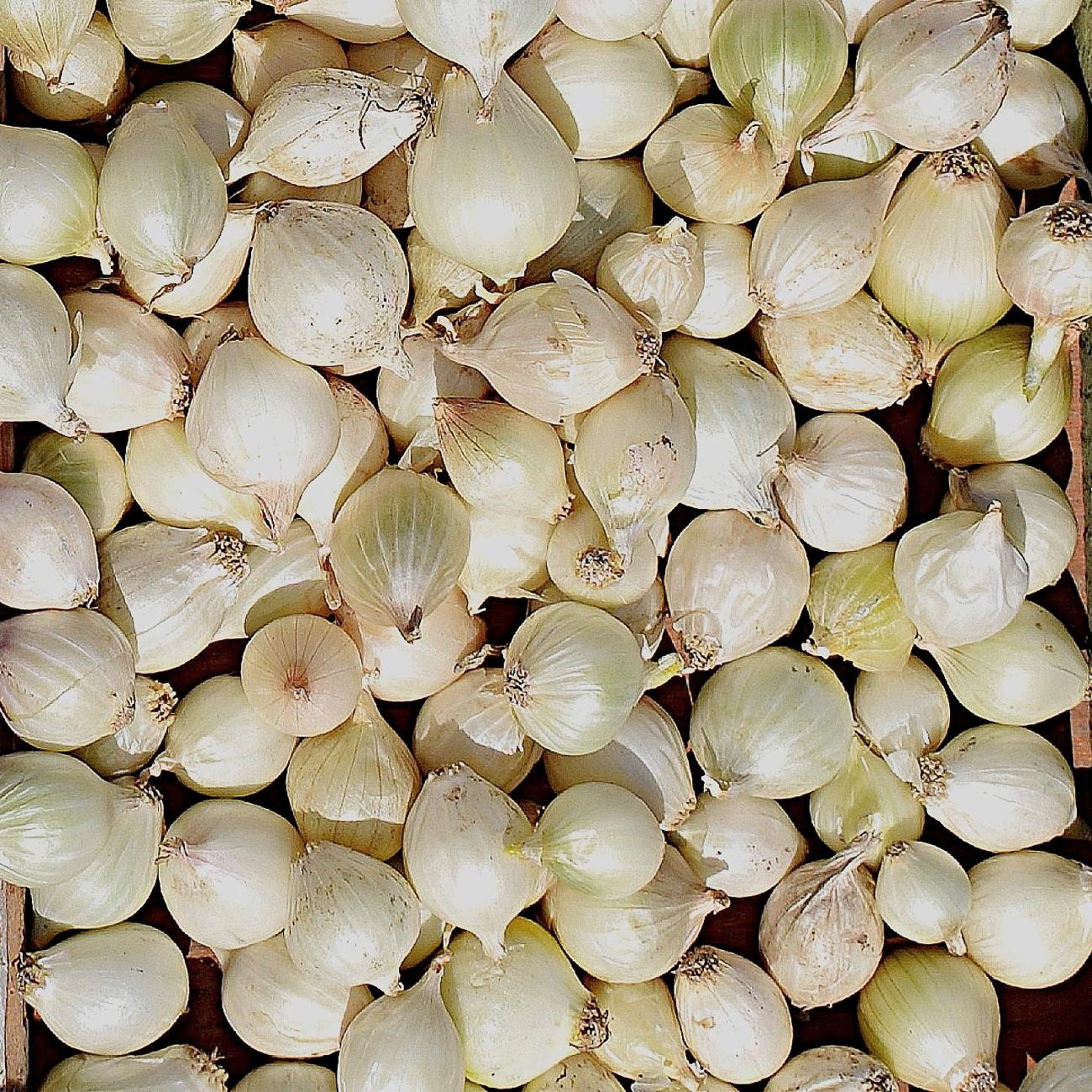 Onion White Bulb Sets 100 Plant Bulbs, Easy to Grow gallery