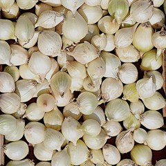 Onion White Bulb Sets 100 Plant Bulbs, Easy to Grow