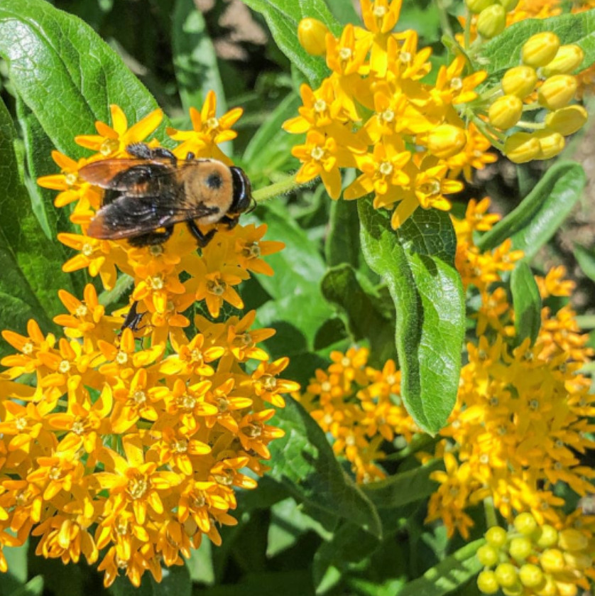 Set 2 Yellow Milkweed Live Starter Plants - 4-8" Tal - Monarch Butterfly Attract gallery
