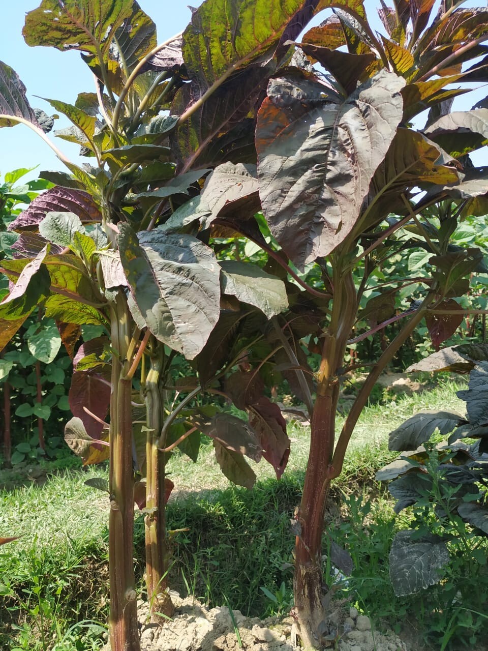 Stem Amaranth (Data Shak ) - Bhutan Soft Light Red Asian Spinach 9000+ Seeds gallery