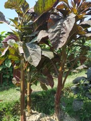 Stem Amaranth (Data Shak ) – Bhutan Soft Light Red Asian Spinach 9000+ Seeds