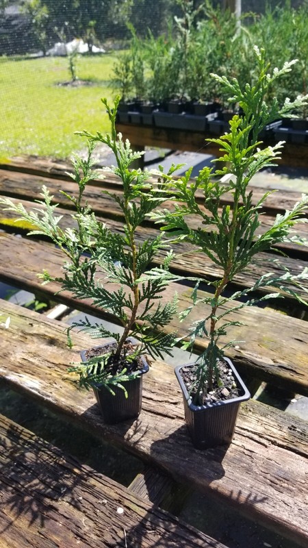 Green Giant Arborvitae, fast growing, privacy, five to 50 plants, FREE shipping gallery