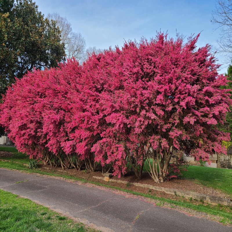 CRAPE MYRTLE TREE SEEDS Crepe (Lagerstroemia Indica) Fast Lilac Flower Plant gallery