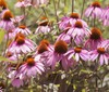 CONEFLOWER PURPLE Echinacea Purpurea - 2,000 Bulk Seeds gallery