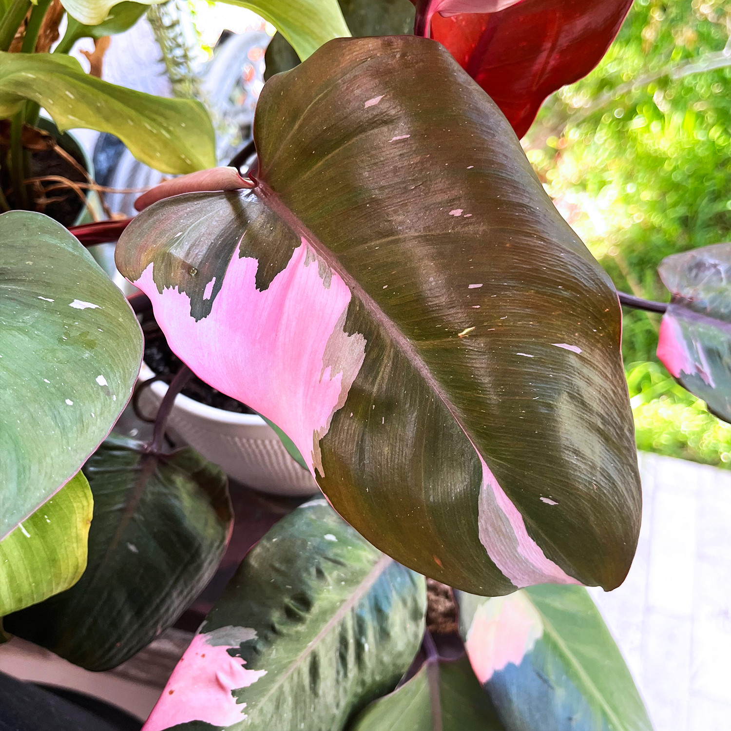 Pink Princess Philodendron Plant - FREE Shipping gallery