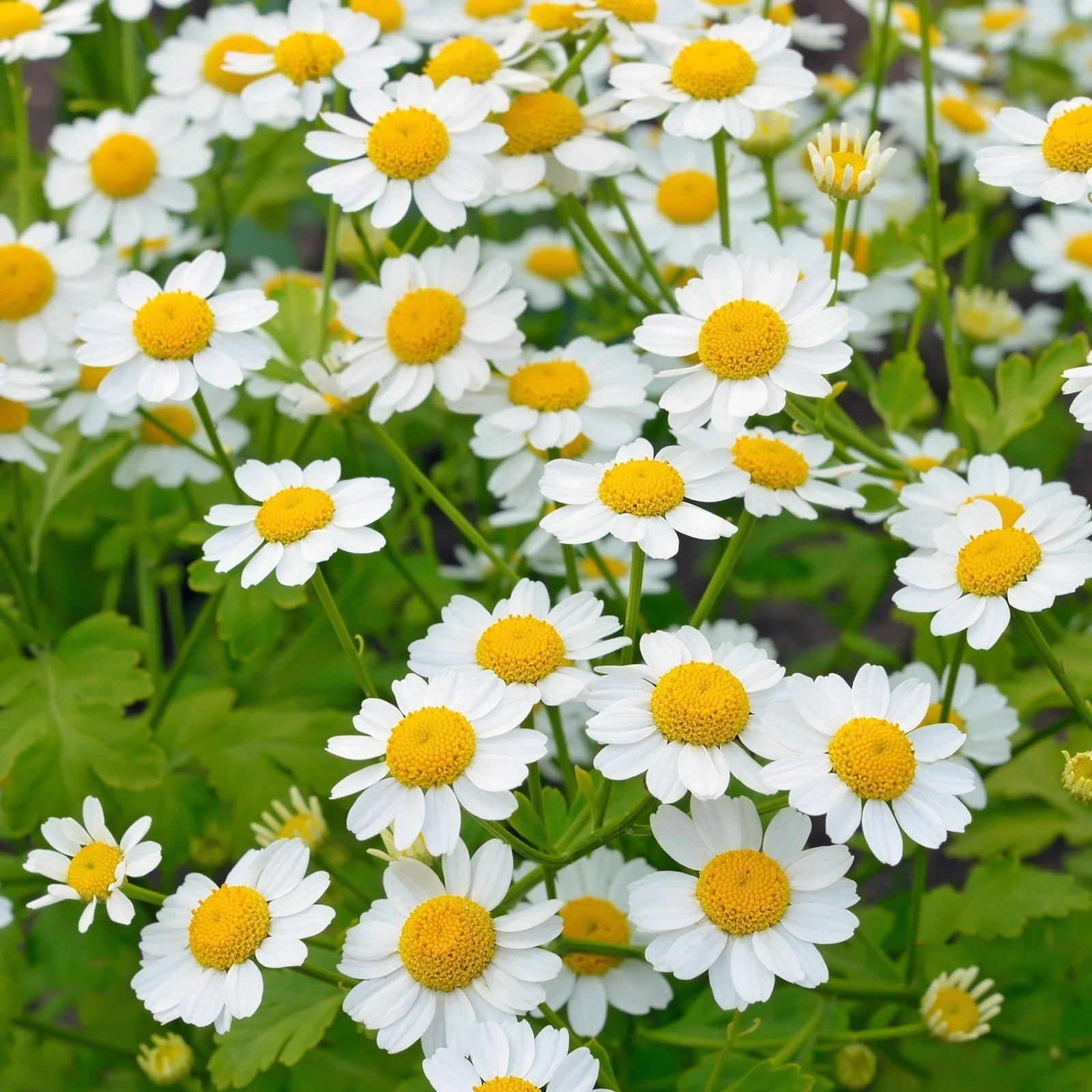 500+ Feverfew Seeds - Medicinal Plant - Herb , Non-GMO, Heirloom USA Seller gallery