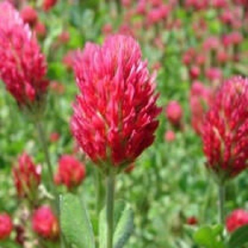 CRIMSON CLOVER SEED For Deer Food Plot Pastures Hay Silage Bees Reseeding Clover gallery
